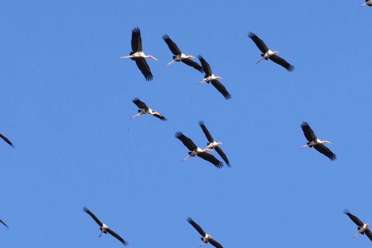 um bando de pássaros voando no céu