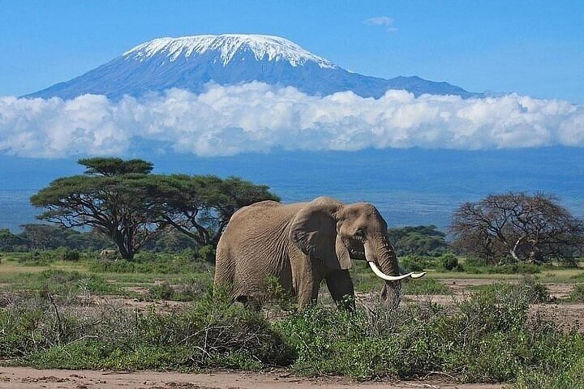 Un elefante caminando frente a una montaña cubierta de nieve