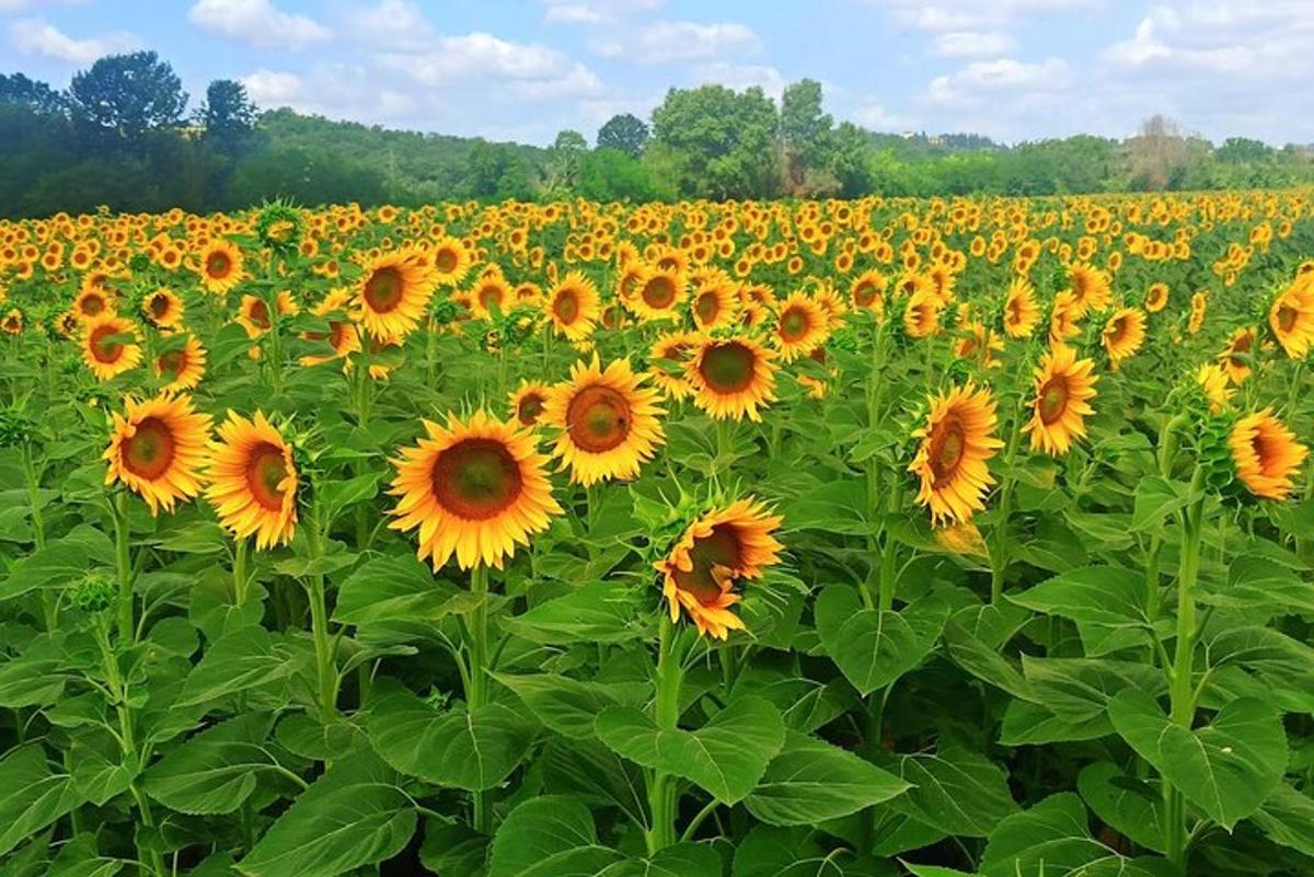 Un gran campo de girasoles en un campo
