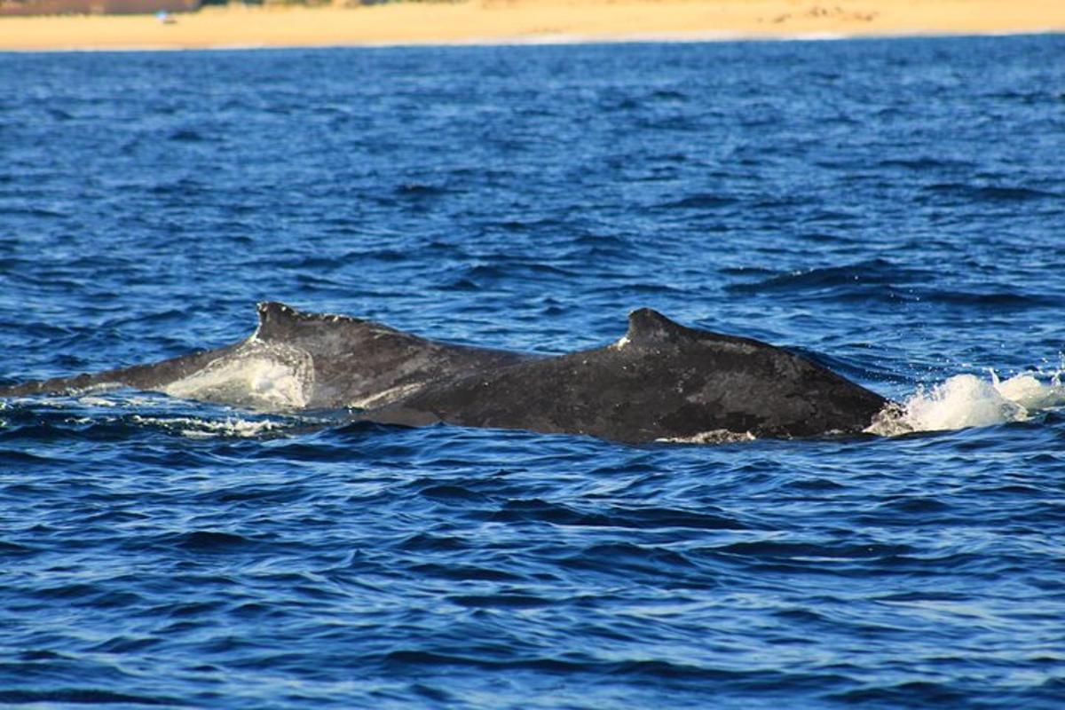 a gray dolphin swimming in the water