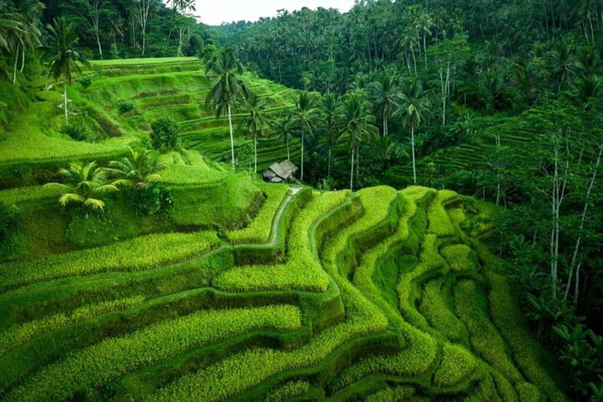 ladang tanaman menghijau yang subur di dalam hutan