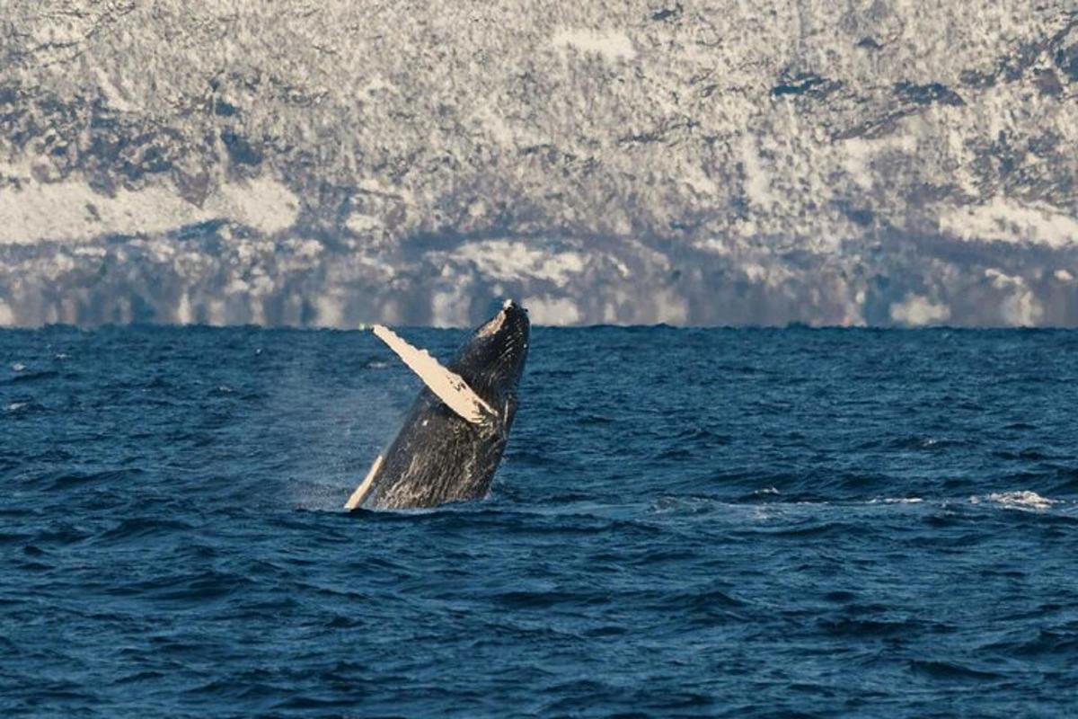 en valsvans mitt i havet