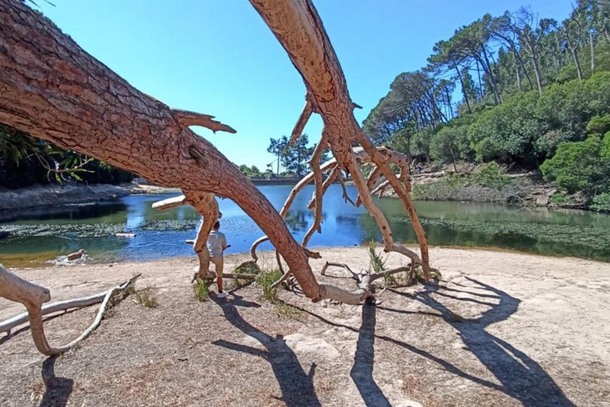 un albero sulla riva di un fiume