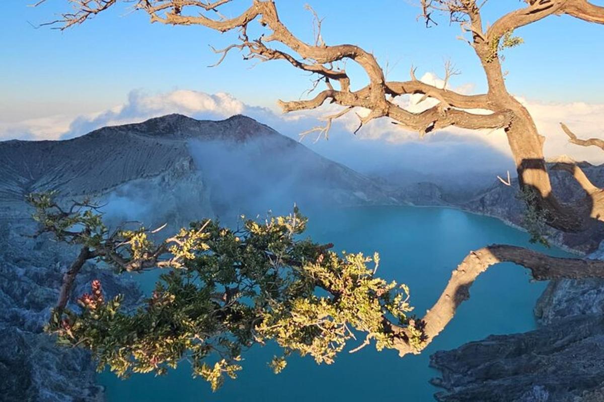pantulan pohon di air dengan gunung