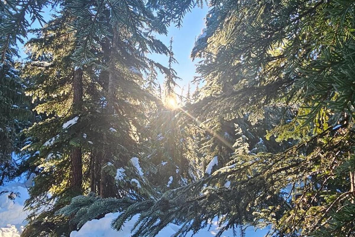 una vista del sole che splende attraverso gli alberi