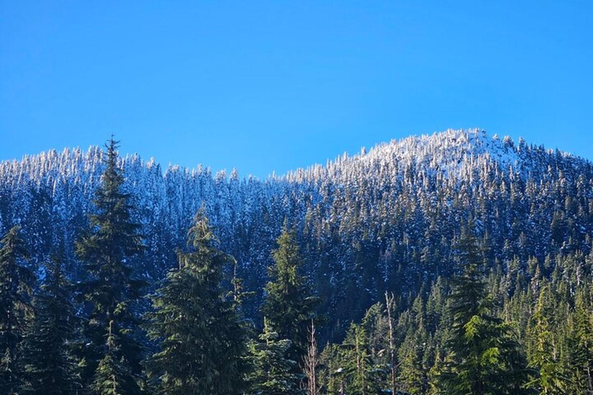 una montaña cubierta de árboles con un cielo azul
