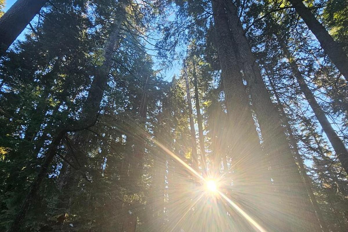 Un sol brillando a través de los árboles en un bosque.