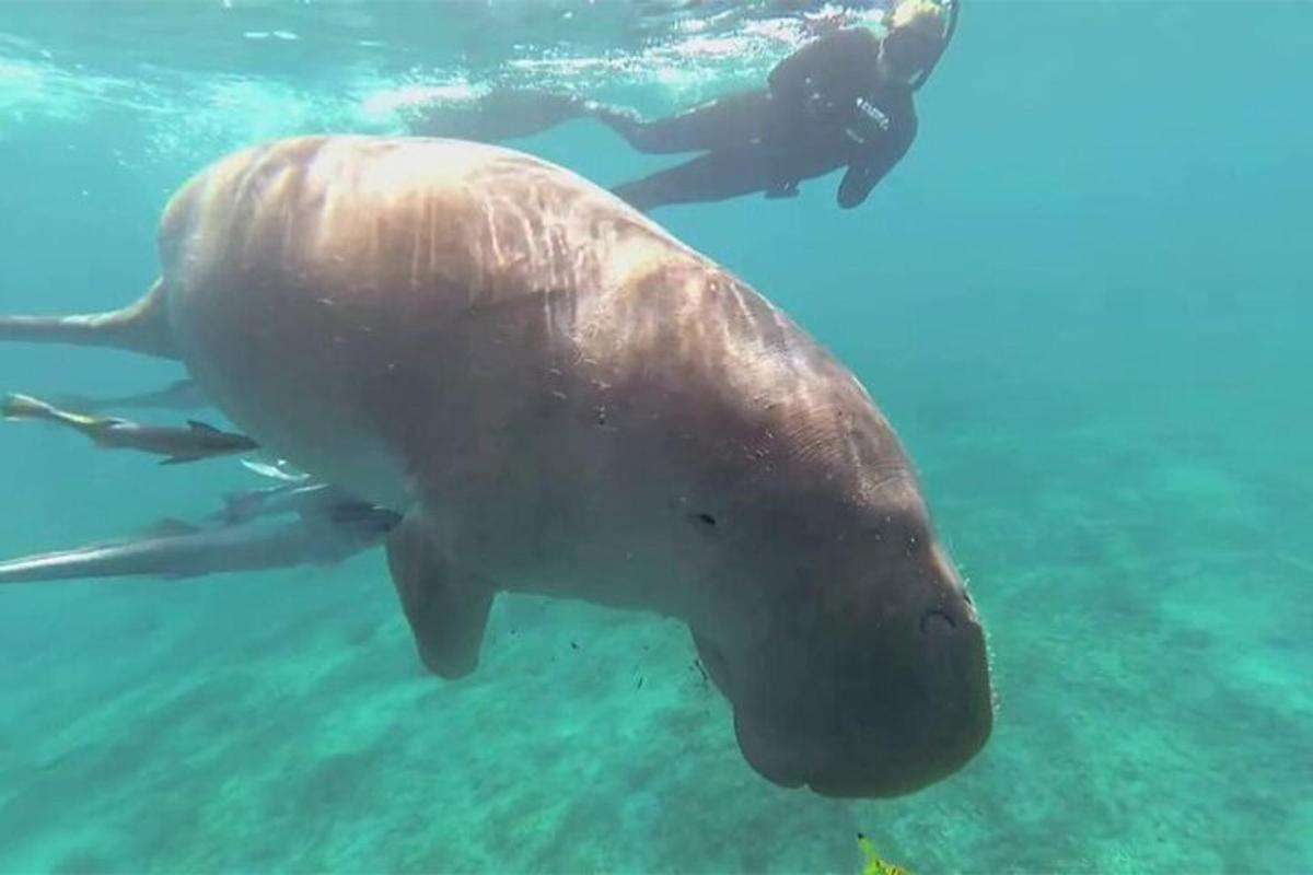 ein Delphin, der mit einem Taucher im Wasser schwimmt
