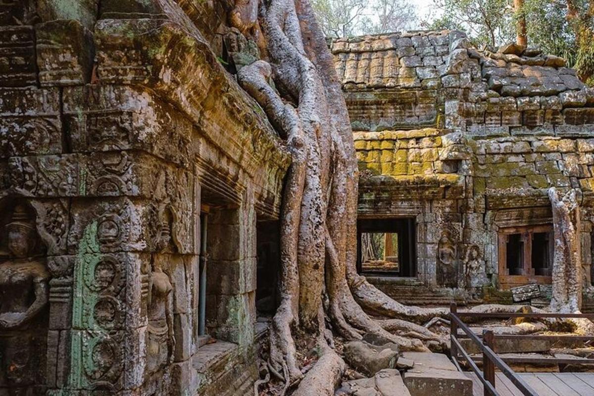 pohon yang tumbuh di sisi gedung
