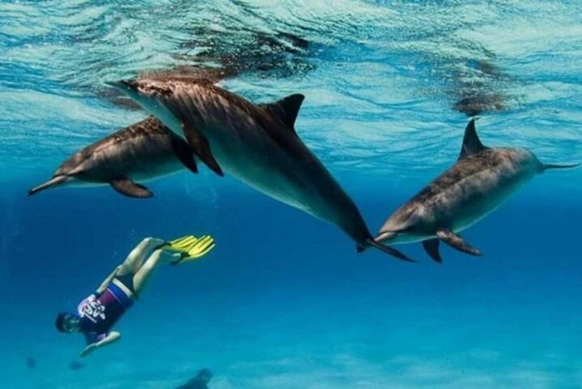 a group of dolphins swimming in the water