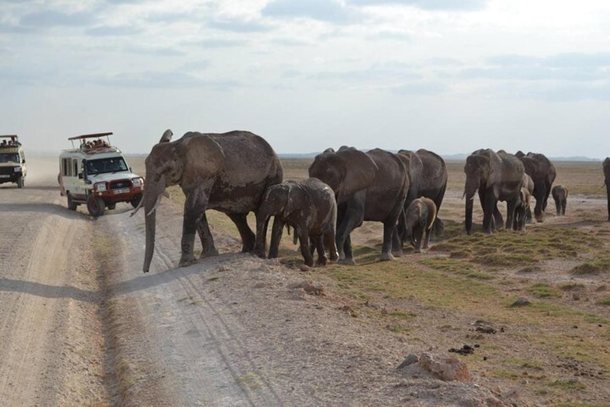 un ramat d'elefants creuant un camí de terra