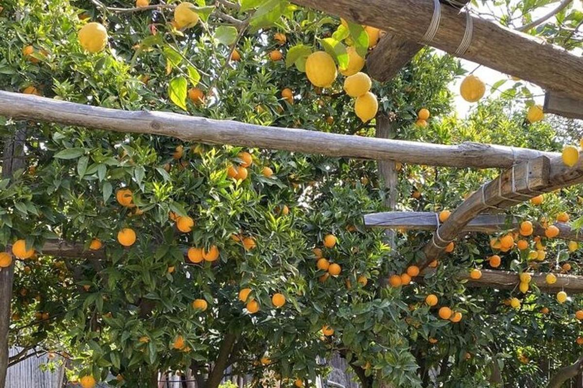 مجموعة من البرتقال معلقة على شجرة برتقال