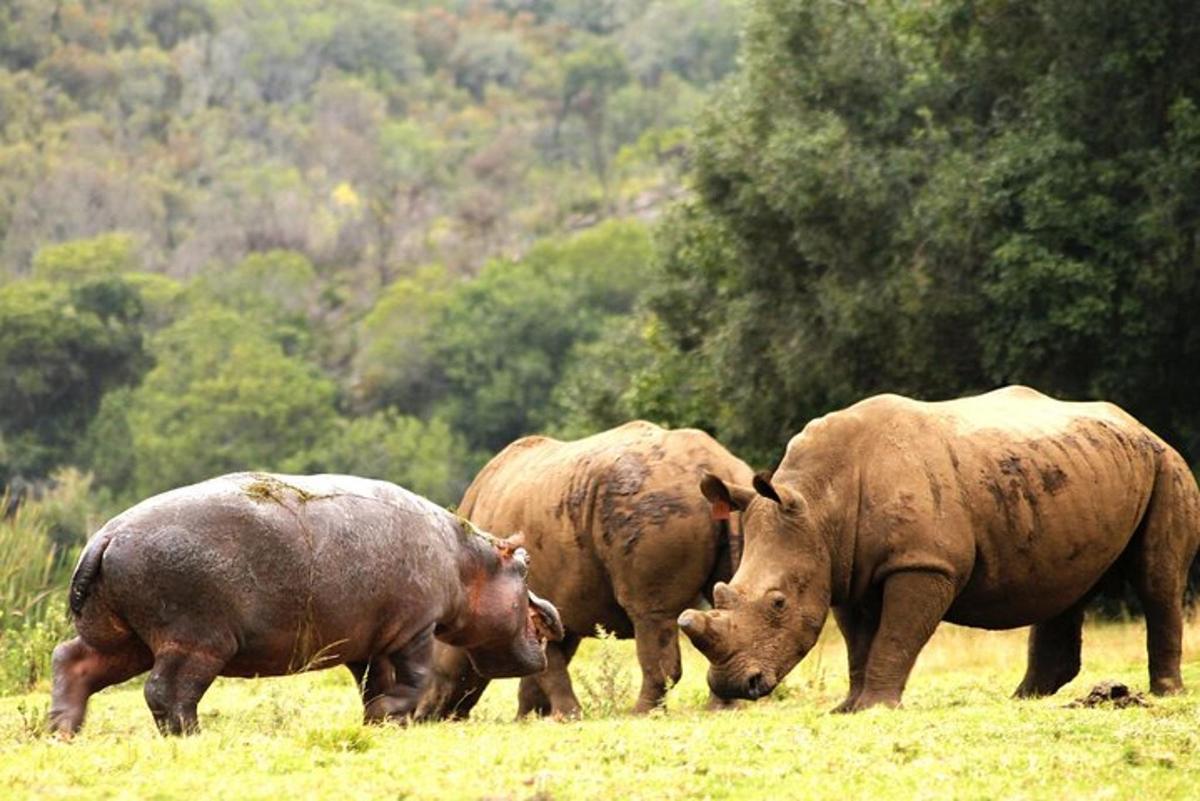 Un grupo de tres elefantes de pie en un campo