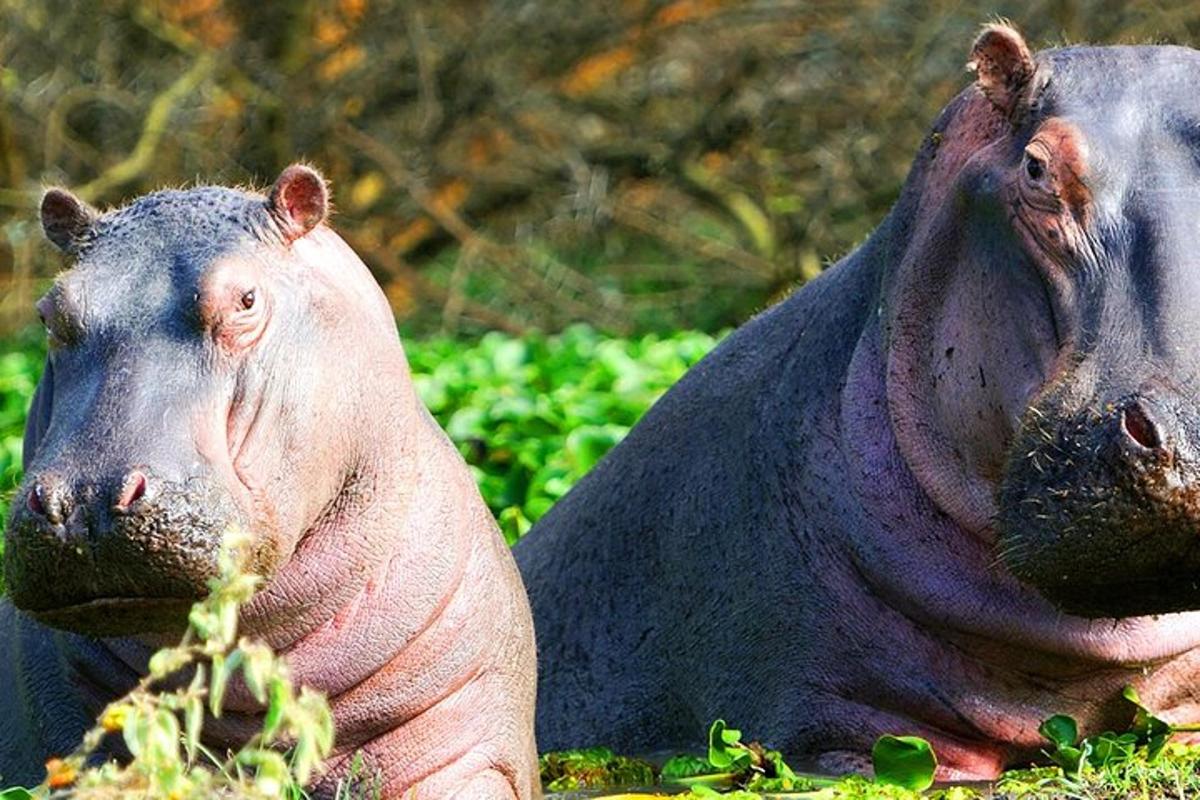 kaks jõehobu istuvad rohus