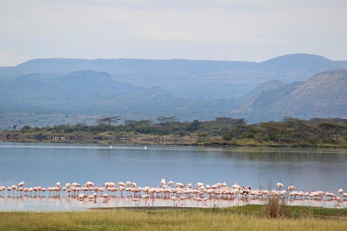 un grup de flamingo stând pe o întindere de apă