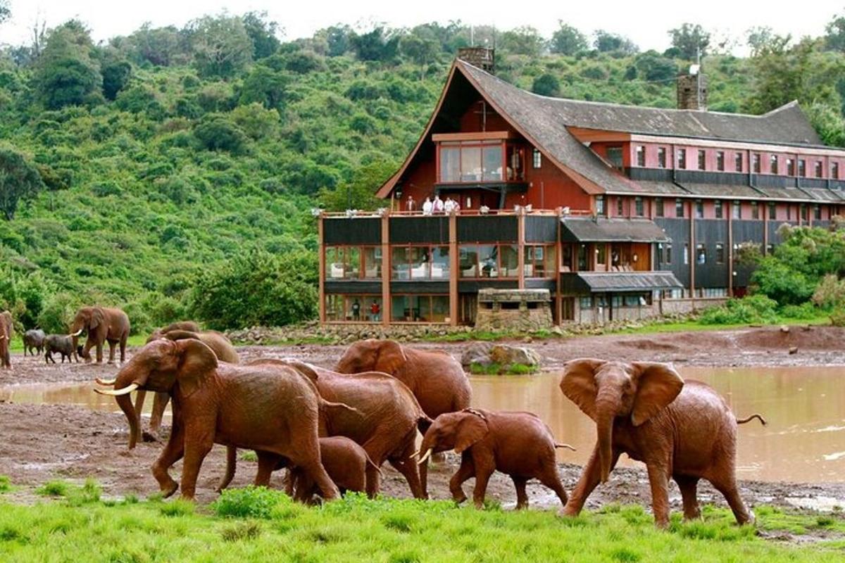 un ramat d'elefants caminant davant d'un edifici