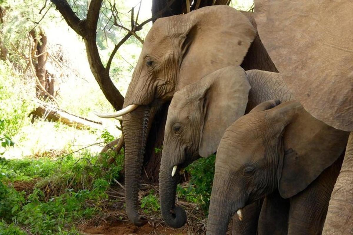 dos elefants adults al costat d'un elefant nadó