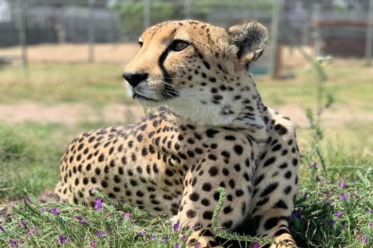 seekor cheetah duduk di rumput di padang