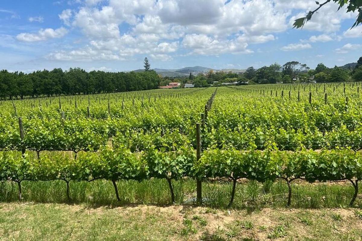 un campo di piante verdi in un campo