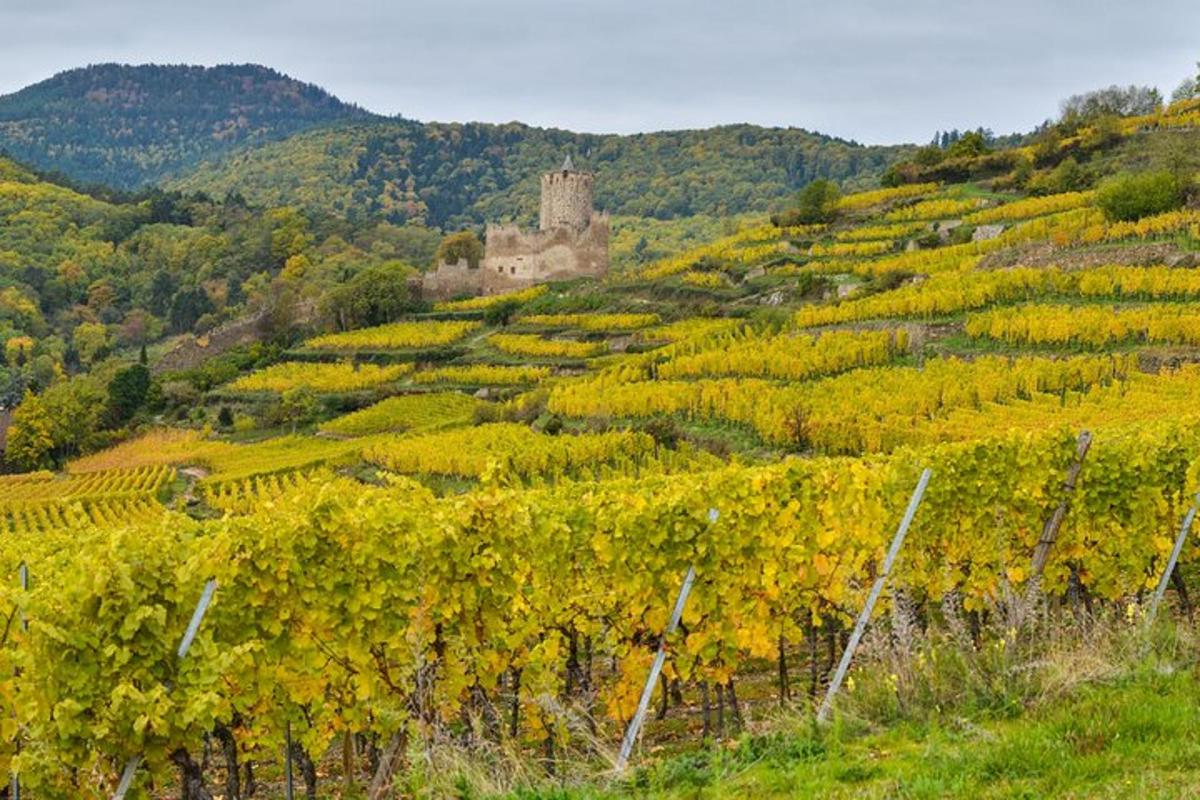 vinograd z gradom na hribu
