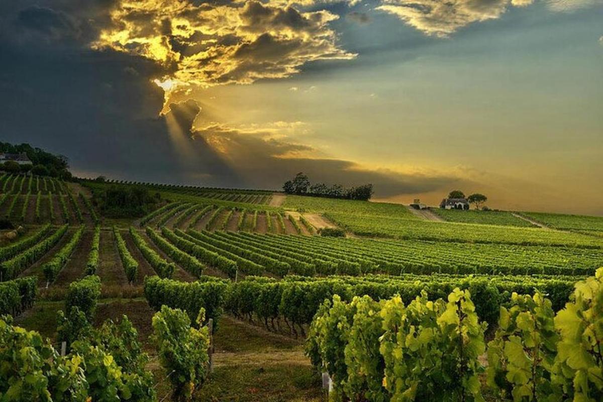 un vigneto con il sole che tramonta su un campo d'uva