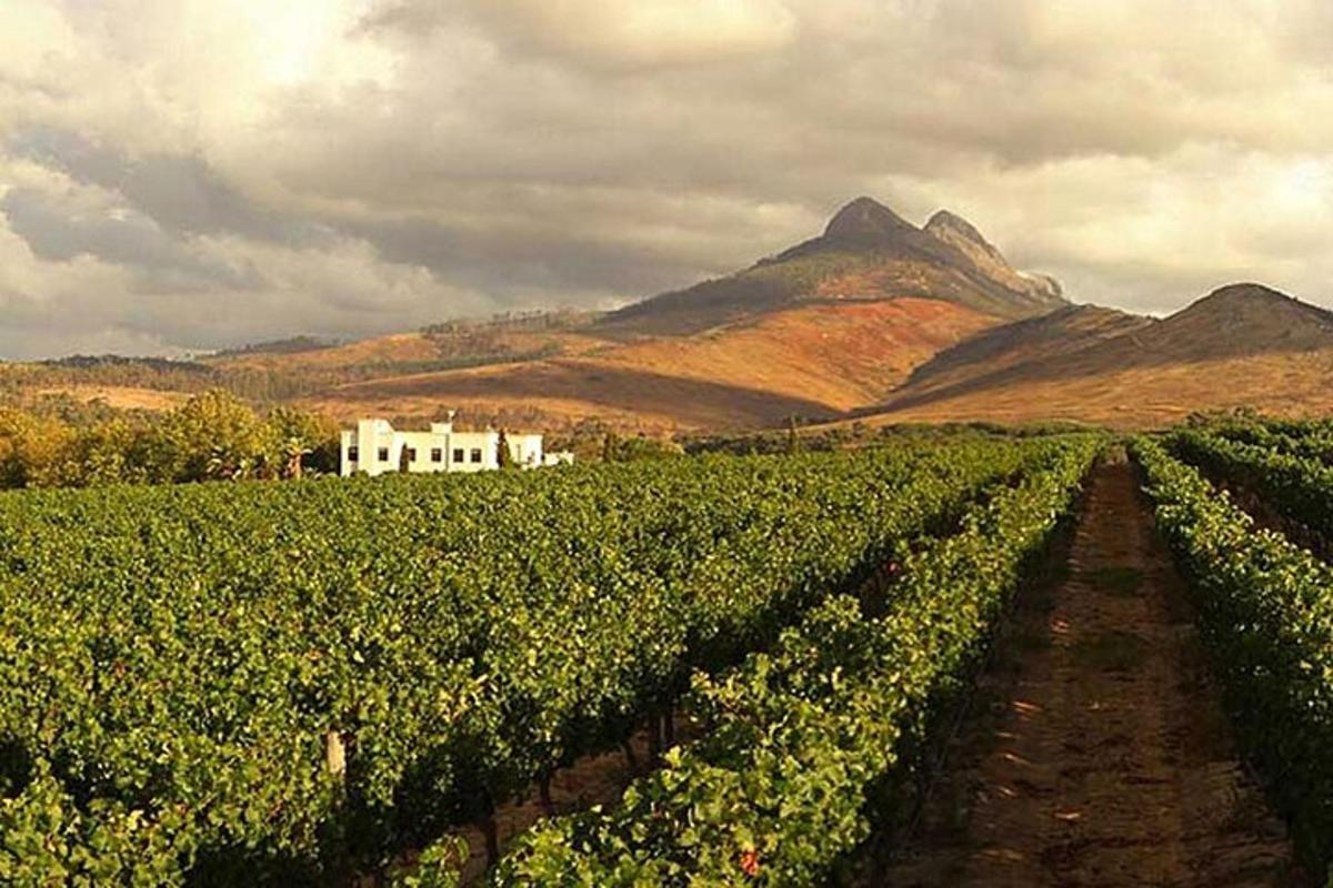 a vineyard with a house and mountains in the background