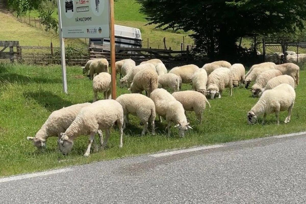 tee ääres karjatav lambakari