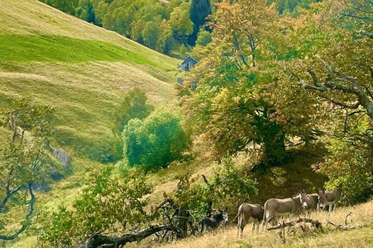 stádo zvířat kráčejících po travnatém kopci