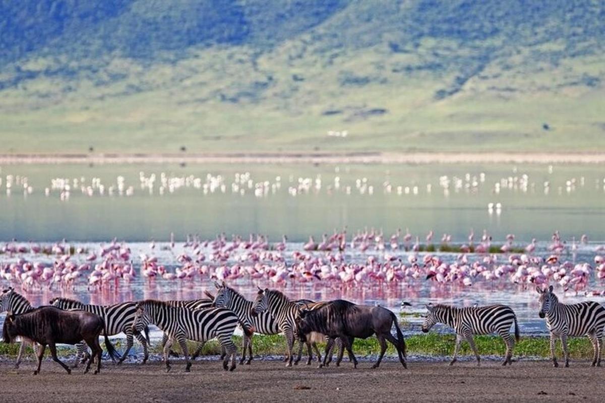 eine Herde Zebras und Flamingos im Wasser