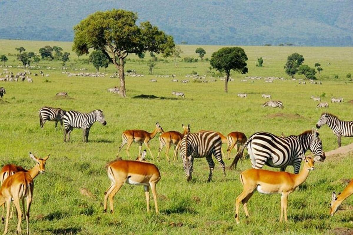 eine Herde Zebras und anderer Tiere auf einem Feld