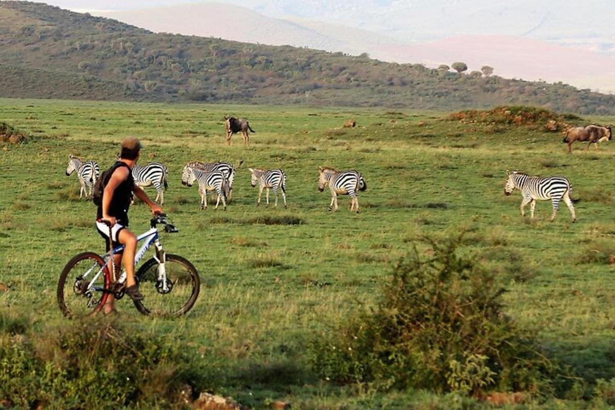 un uomo in bicicletta in un campo con una mandria di zebre