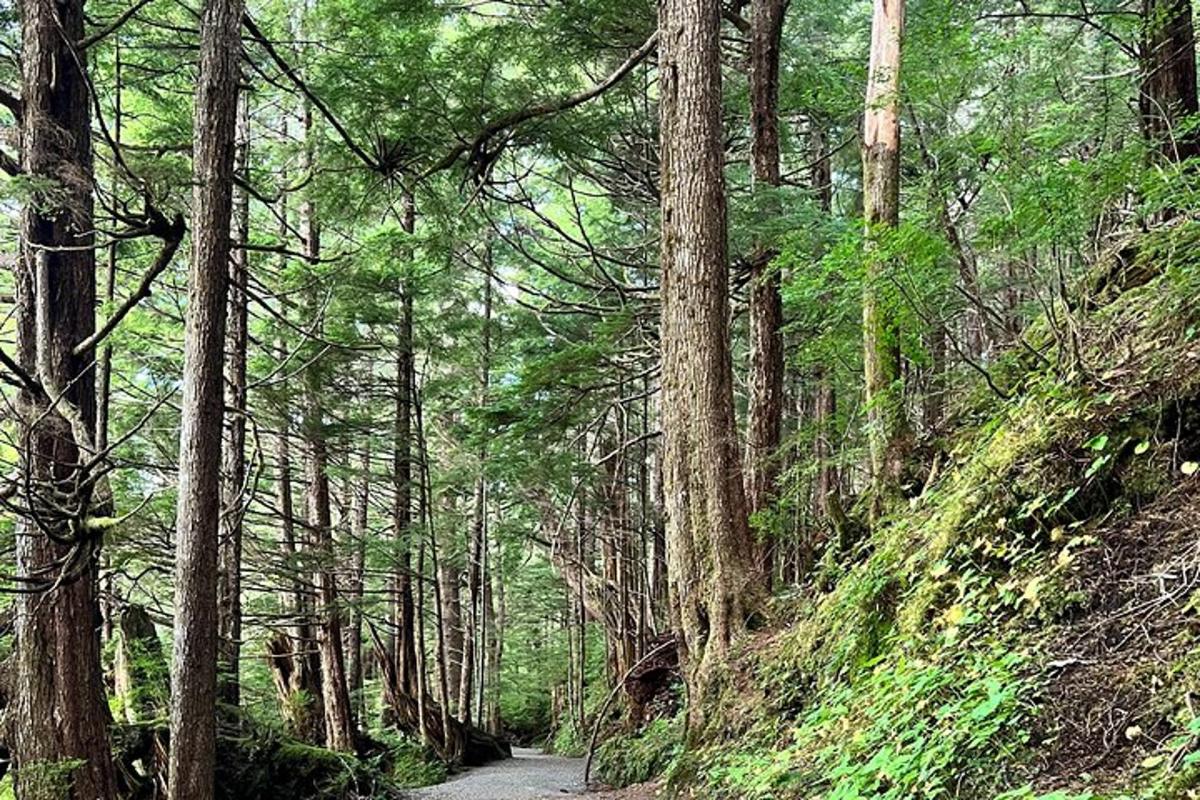 a dirt road in a forest filled with trees