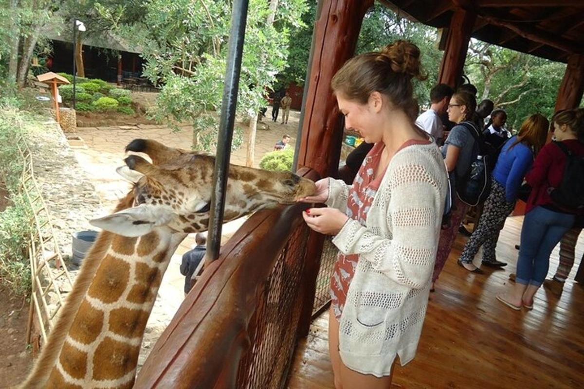 una donna che dà da mangiare a una giraffa allo zoo