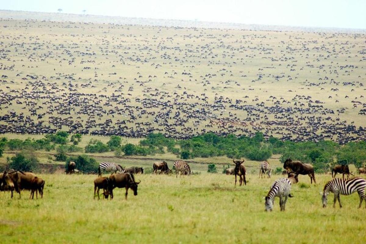 una mandria di zebre e altri animali al pascolo in un campo