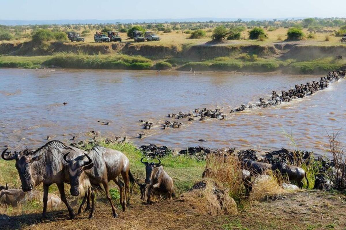 un ramat d'animals a la vora d'un riu
