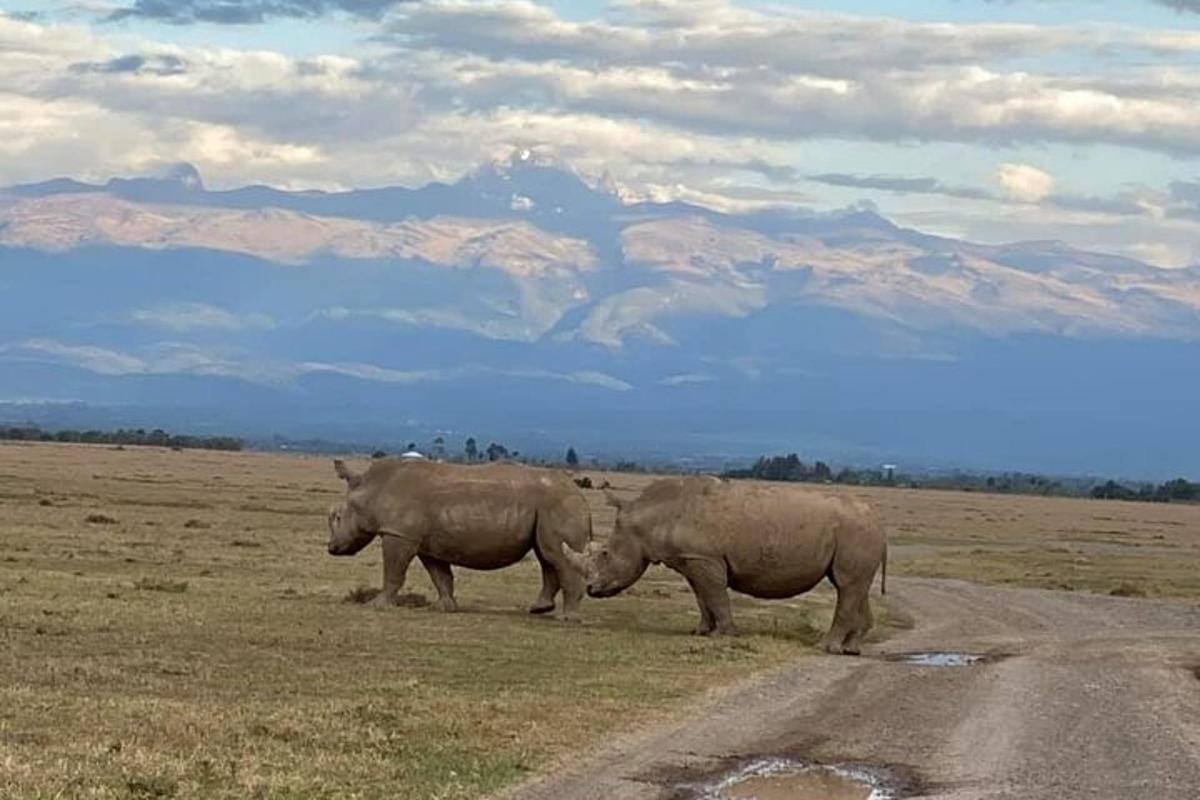 dois rinocerontes parados na beira de uma estrada de terra
