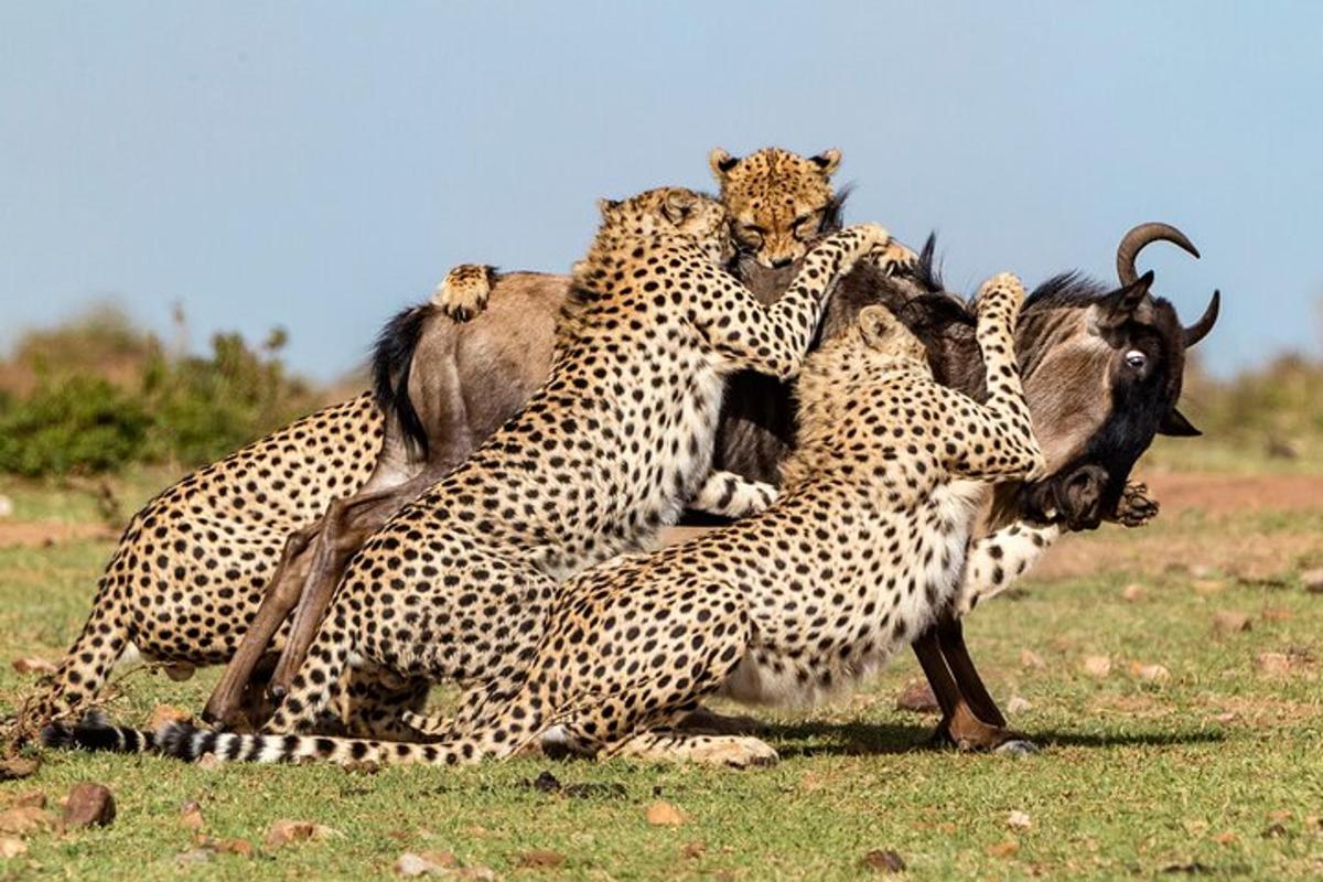 a group of cheetahs playing with a wild animal