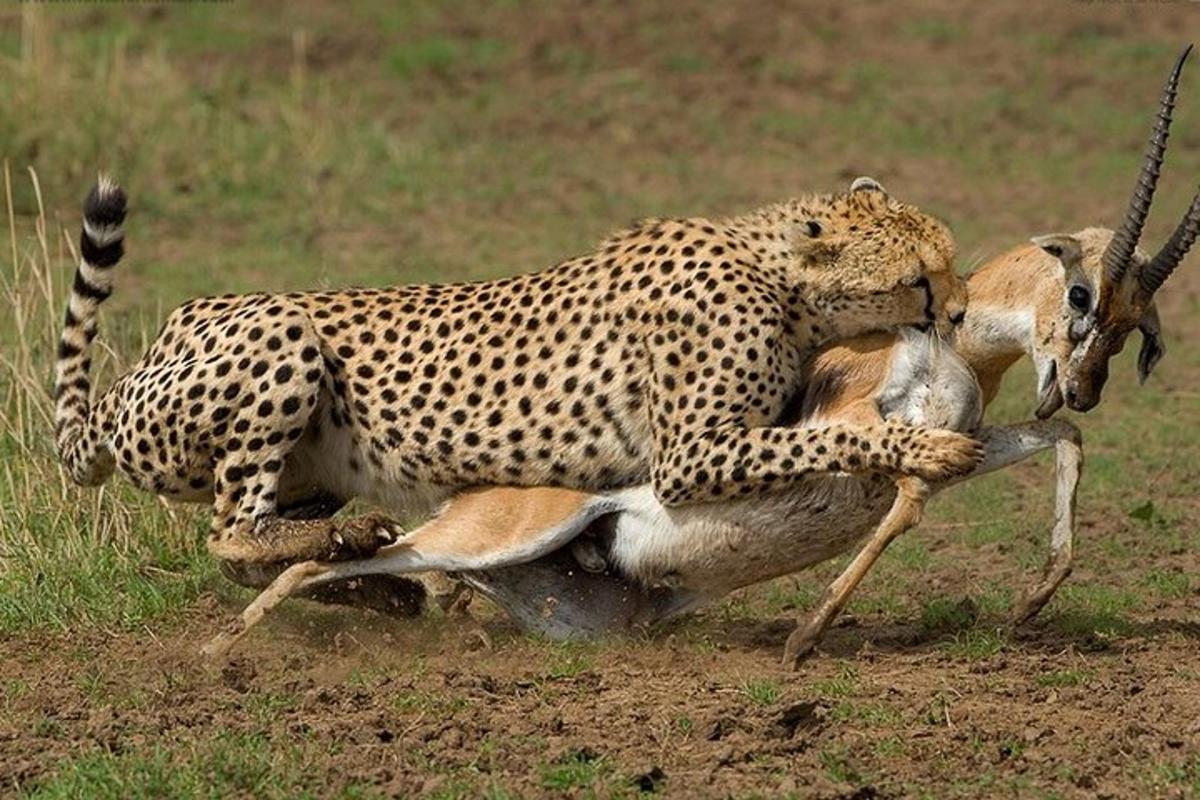 gepard mängib põllul gaselliga