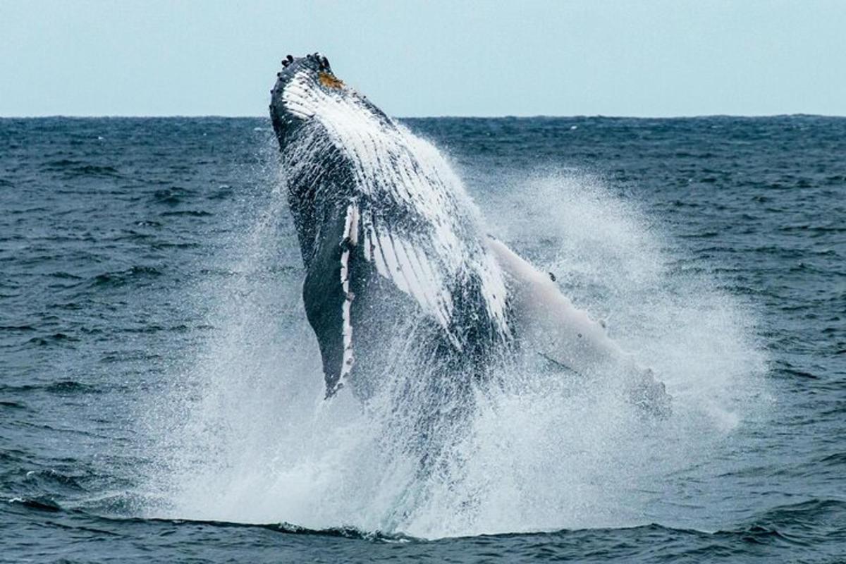 una balena geperuda saltant fora de l'aigua