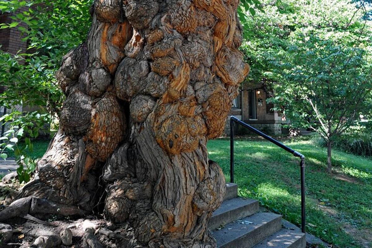 a large tree stump sitting on some steps