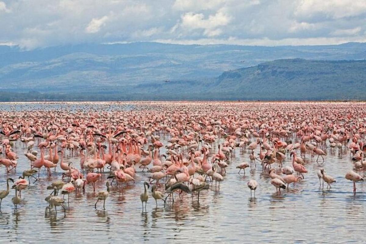 suur flamingoparv vees seismas