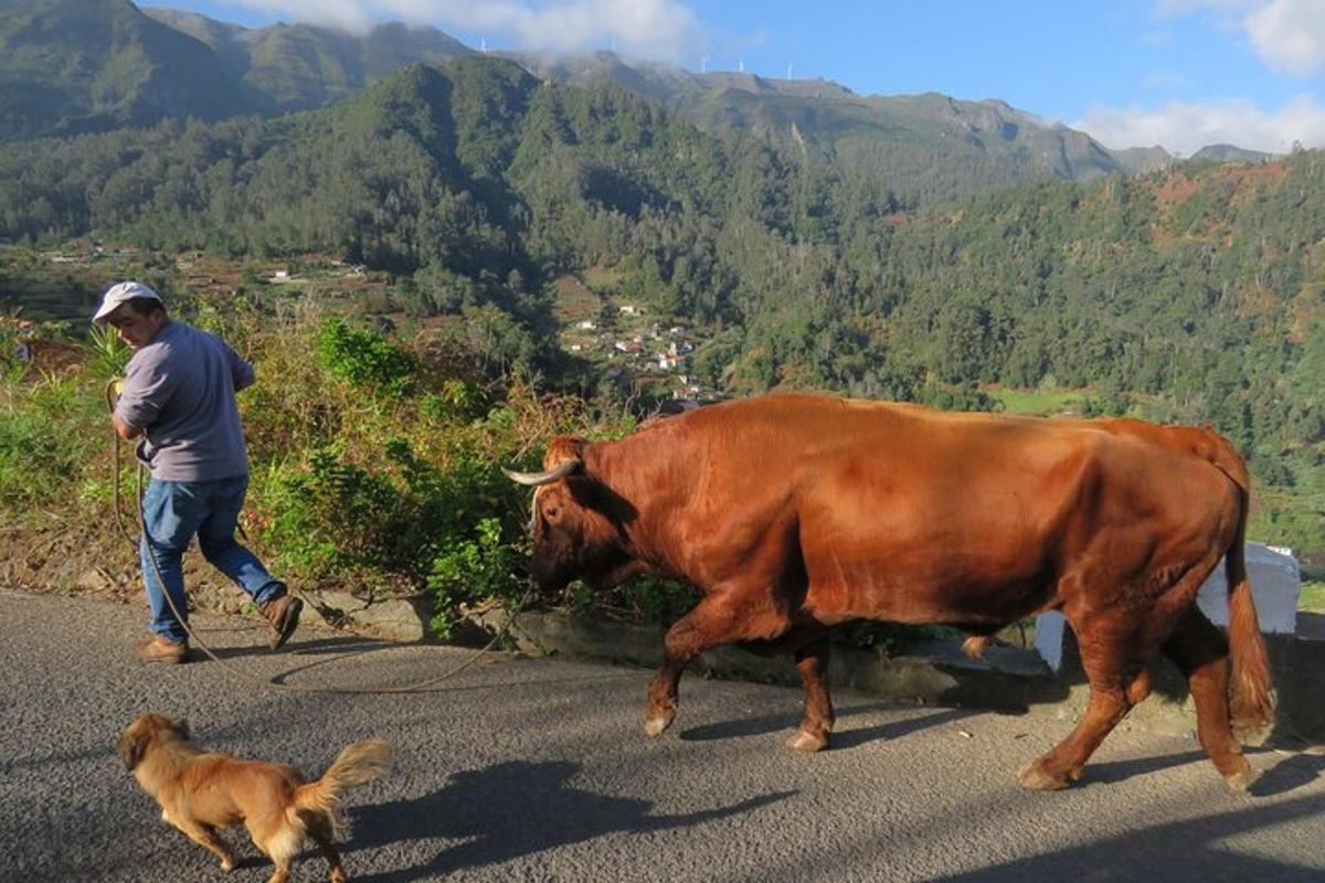 maður gengur með kú niður götu með hundi