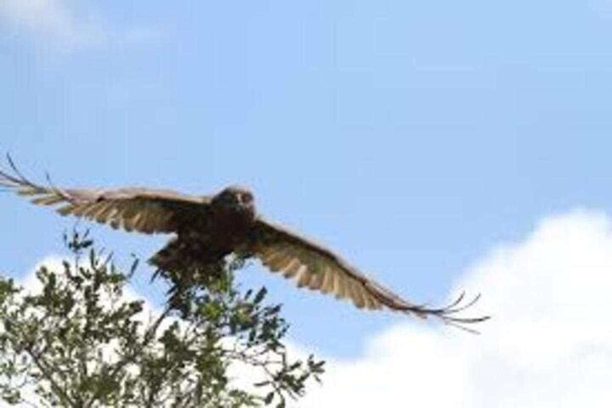 a bird flying in the sky above a tree