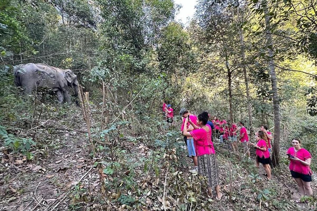 grupp inimesi vaatab metsas elevanti