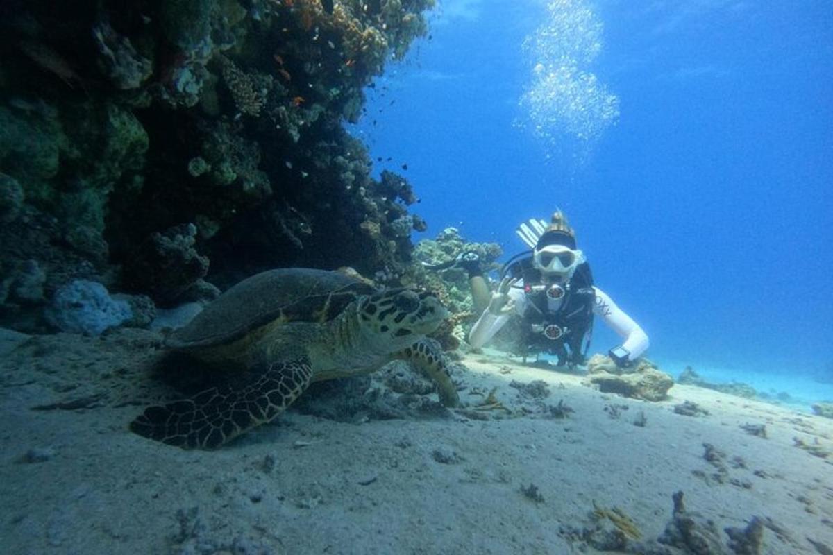 海の中のカメの隣にいる人