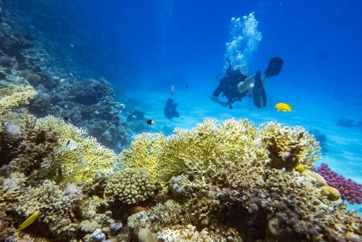 un gruppo di persone che nuotano su una barriera corallina