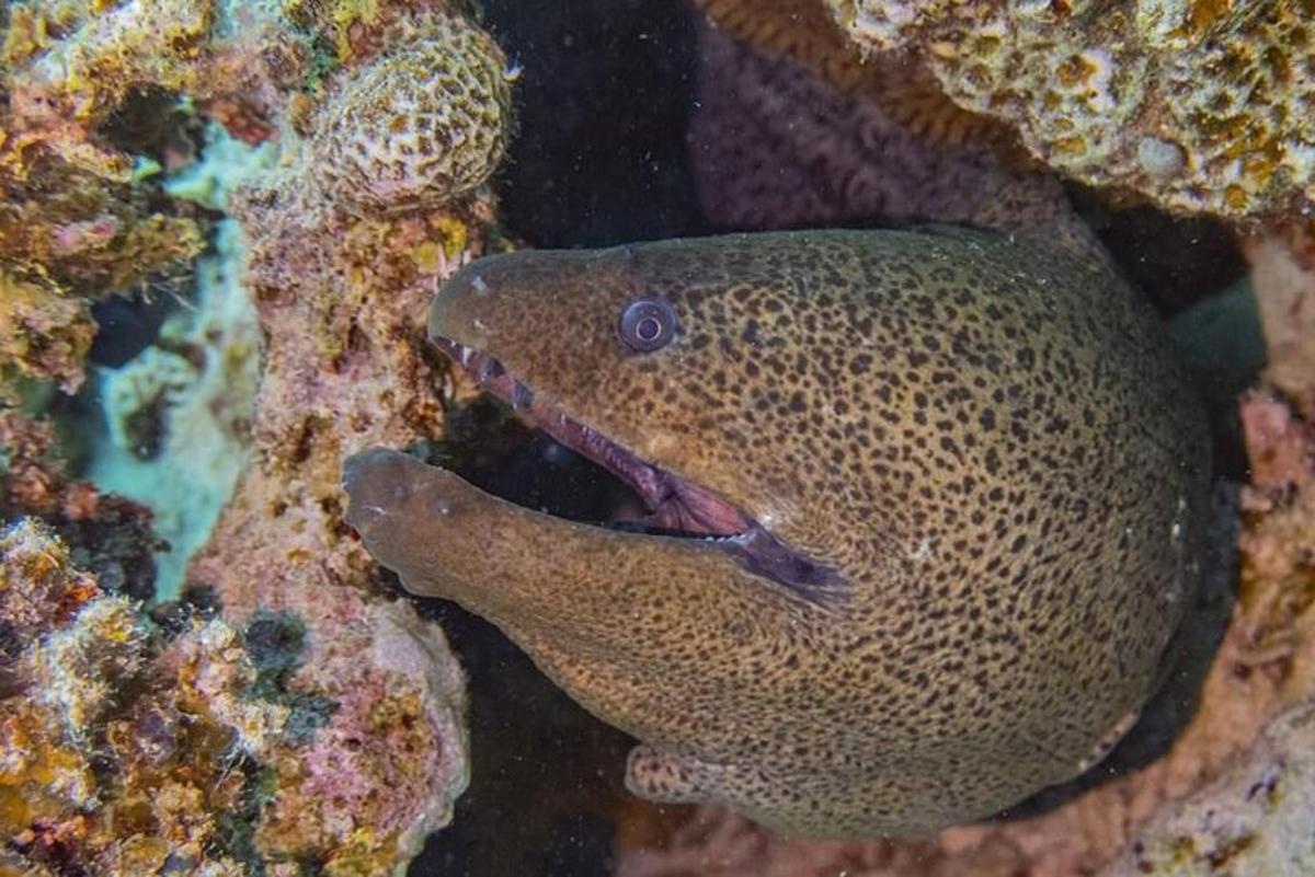 um peixe nadando no oceano próximo a um recife