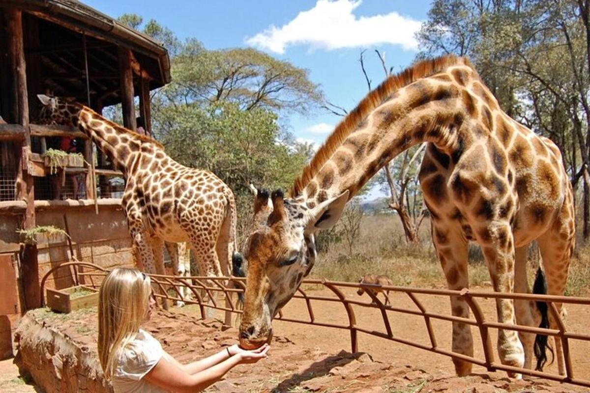 seorang wanita memberi makan dua ekor zirafah di zoo