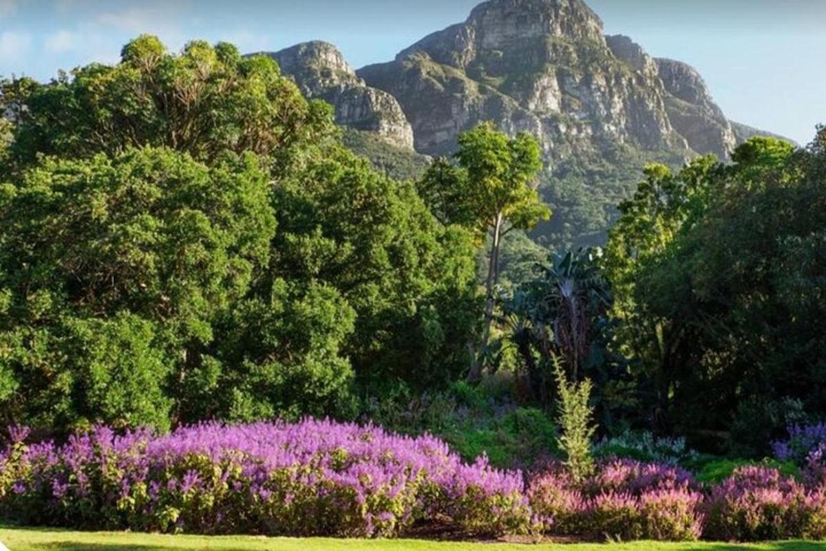 un giardino con fiori viola e una montagna sullo sfondo