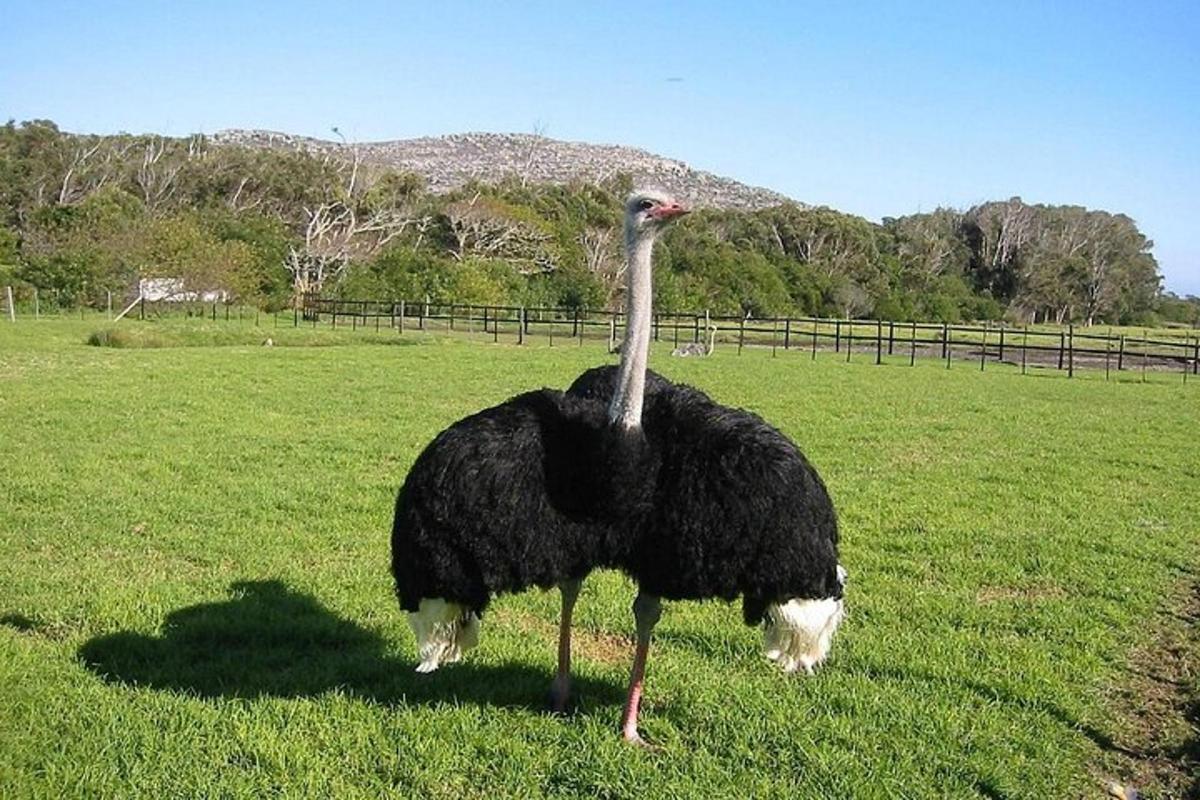um avestruz parado na grama em um campo